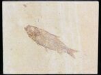 Detailed, Knightia Fossil Fish - Wyoming #42359-1